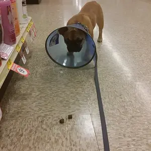 Cone.jpg