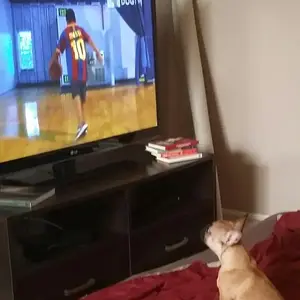 DogTV BBall.jpg