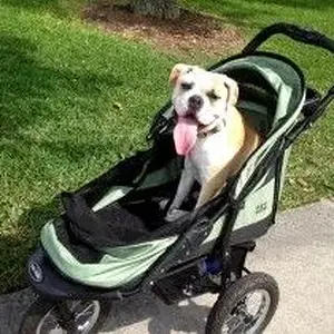 Pet-Jogging-Stroller2-300x210.jpg