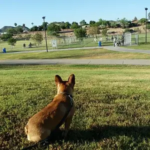 Dog Park 9 28.jpg