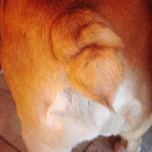 Bulldog Butts 001.JPG