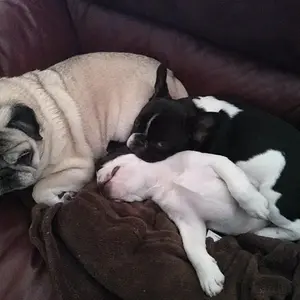 Emma, Fergus, and Penelope on the couch.jpg