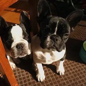 f&P under the kitchen chair.jpg