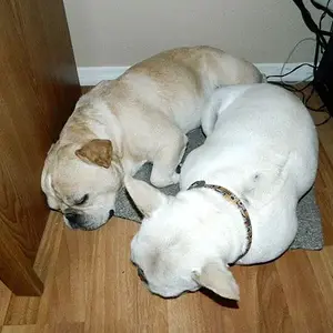 awwww sleeping together 001.JPG