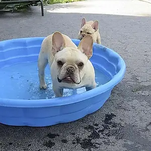 Benny's pool.jpg