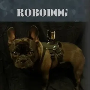 robodog_plain.JPG