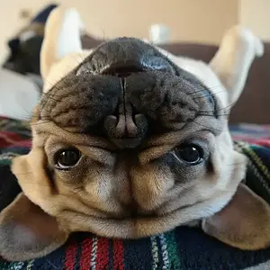 Belly up