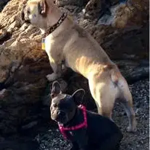 pupsatbeach