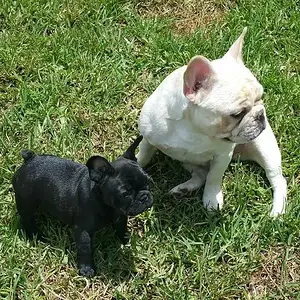 Katie and Tessa 9 weeks old.jpg