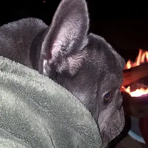 Charlie by the fire 2.jpg