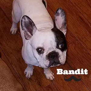 bandit.jpg