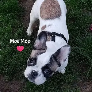 moemoe.jpg