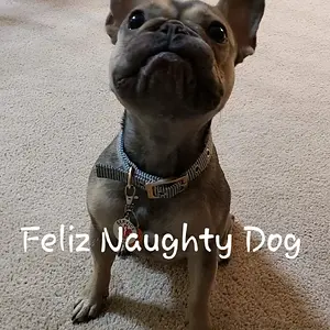 Feliz Naughty Dog.jpg