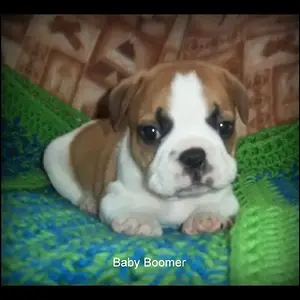 Baby Boomer 5 weeks 2.jpg