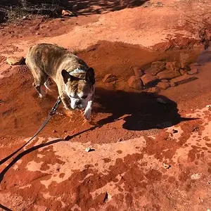 Buster on a hike.jpg