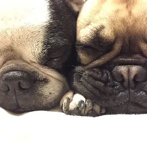 squishy faces.JPG