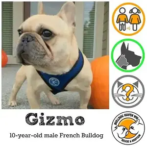 gizmo.jpg