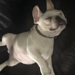 lazy frenchie 2.JPG