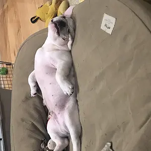 Lazy Frenchie.JPG