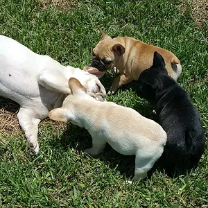 Katie and three pups.jpg