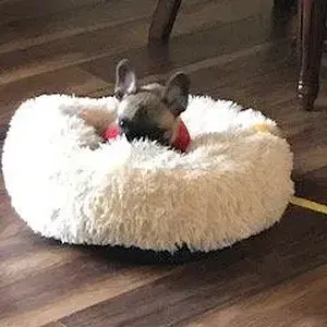 Jelly in his bed - 4-14-22.jpg