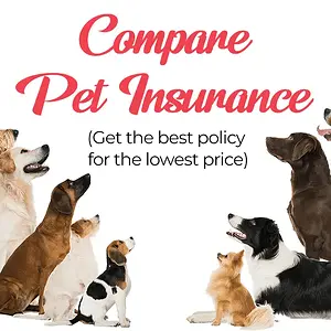 compare_pet_insurance_1 (1).png