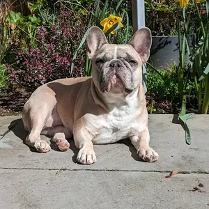 Leia French bulldog boas.jpg