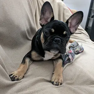 Taz - 18 weeks old.jpg