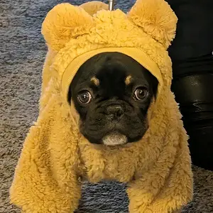 Ewok the French Bullie.jpeg