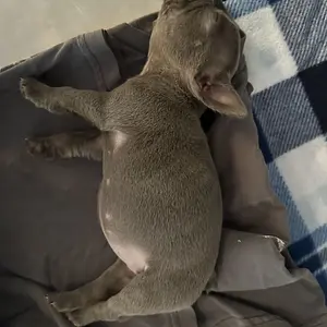 Bacon sleepy.jpg