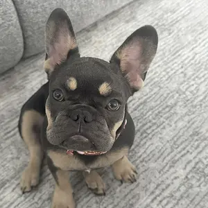 cutest frenchie ever! - Copy (2).webp