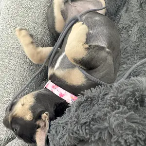 french bulldog chewing on string - Copy.webp