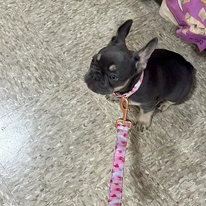 french bulldog training class.webp