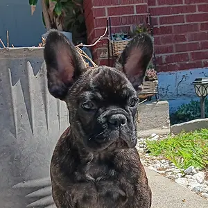 Moose