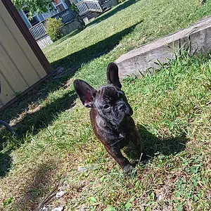 Moose