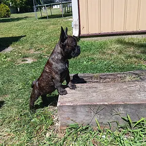 Moose