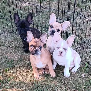 Birdie, Brother, Moose, and Bean