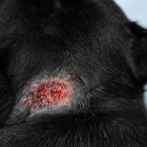 Change_dog_skin_color_variation_202605161117.webp