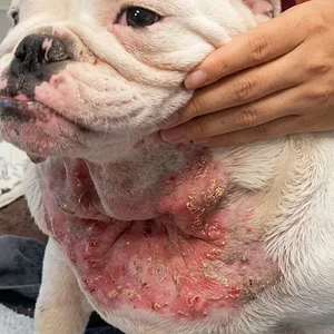 Change_dog_skin_color_variation_202605171118.webp