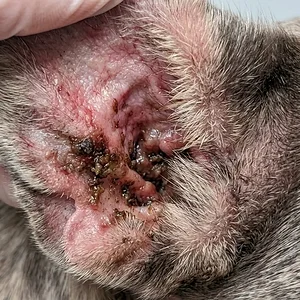 Zoom_on_ears_infection_202605241144.webp