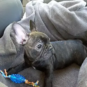 the car ride home