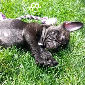 zzz