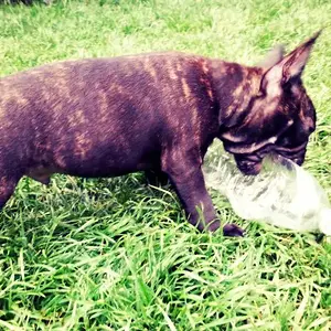 June 2014 (11 weeks old) - chewing on a water bottle