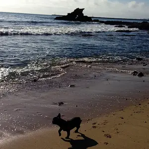Stella struttin her stuff on the beach