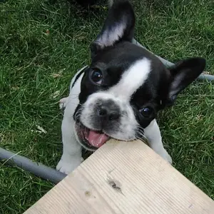 Eating the stairs.