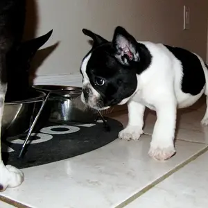 I love this pic.  Just after I took it Uma dropped some of her food on the floor for Wally to eat.  Such a sweet girl to her baby brother. :)