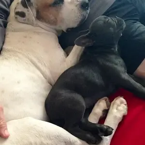 Snuggles on the sofa with Lexi, my human sister's dog...she's a rescue:)