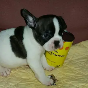 Carl4