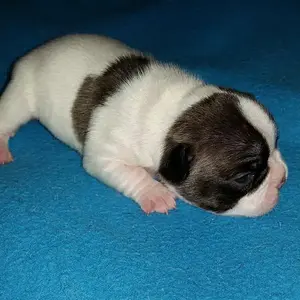 Carl1