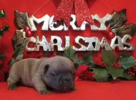 18-2 Wks Old-Chamoi's Litter-12-10-16.JPG